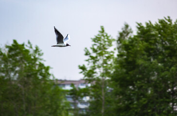 A seagull soars over the Tagil River, June 2024.