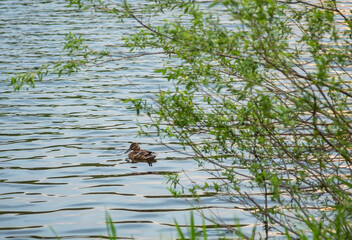 A duck swims near the grassy shore late in the evening.