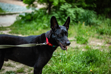 A large black dog on a leash is being walked in the neighborhood.