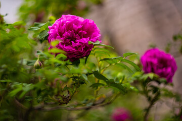 Chinese rose (Rosehip)
