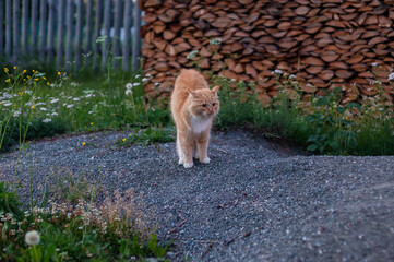 A scared ginger cat near a private house in a village.