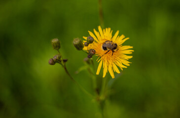 A bumblebee pollinates a plant.