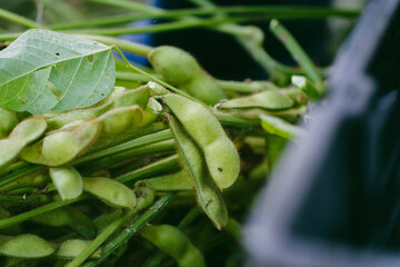 収穫した枝豆