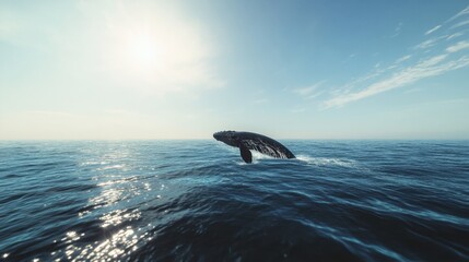 Obraz premium A detailed view of a whale surfacing for air in the open sea, with the water glistening under the bright sun.