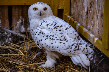 Snowy owls at the Nizhny Tagil Bird Rehabilitation Center. October 2024.