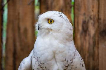 Snowy owls at the Nizhny Tagil Bird Rehabilitation Center. October 2024.