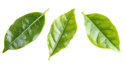 Collection of Vibrant Green Leaves Isolated on a Clean Background Generative AI