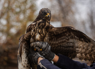 Honey buzzard (a family of hawk birds) at a bird rehabilitation center in the city of Nizhny Tagil.