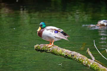 Männliche Stockente posiert auf einem moosbewachsenen Ast