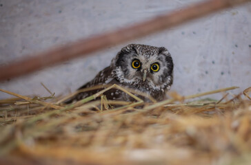 Little owls at the Nizhny Tagil Bird Rehabilitation Center. October 2024.