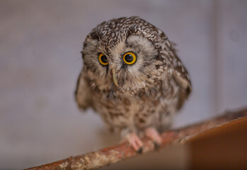 Little owls at the Nizhny Tagil Bird Rehabilitation Center. October 2024.