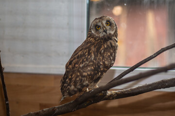 Little owls at the Nizhny Tagil Bird Rehabilitation Center. October 2024.