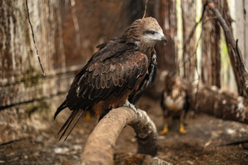 A family of kites at the Nizhny Tagil bird rehabilitation center. October 2024.