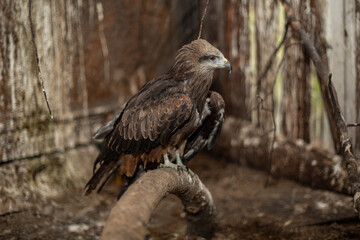 A family of kites at the Nizhny Tagil bird rehabilitation center. October 2024.