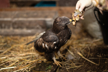 Honey buzzards (a group of birds called hawks) eat chickens