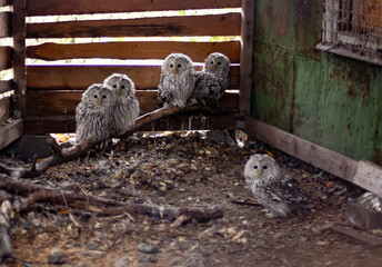 Ural owl at the Nizhny Tagil rehabilitation center. October 2024.
