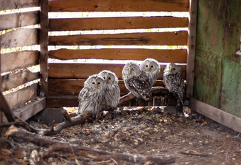 Ural owl at the Nizhny Tagil rehabilitation center. October 2024.