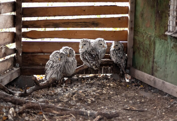 Ural owl at the Nizhny Tagil rehabilitation center. October 2024.