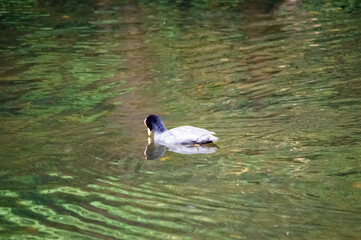 Rückansicht eines Blässhuhns