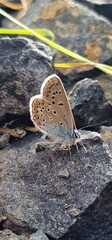 Polyommatus icarus common blue butterfly or European common blue is a butterfly in the family Lycaenidae and subfamily Polyommatinae. The butterfly is found throughout the Palearctic and has been intr