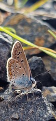 Polyommatus icarus common blue butterfly or European common blue is a butterfly in the family Lycaenidae and subfamily Polyommatinae. The butterfly is found throughout the Palearctic and has been intr