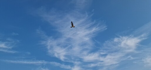sea gulls above lake Most under the peak Hněvín with castle and lookout, artificial post mining revitalised coal mine small power plant aroun