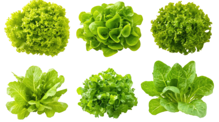 Fresh Selection of Green Salads on a Transparent Background Generative AI