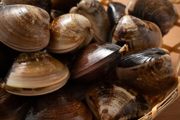 Raw fresh clams seafood in a sieve on white table background.