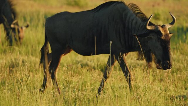 At sunrise, a wildebeest navigates through the tall grasses of the African savannah, using its tail to swat away flies and other pesky parasites that linger nearby.