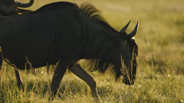 In the soft orange light of dawn, a wildebeests grazes peacefully on the verdant grasses of the African savannah, the rising sun illuminating the vast plains as a new day unfolds.