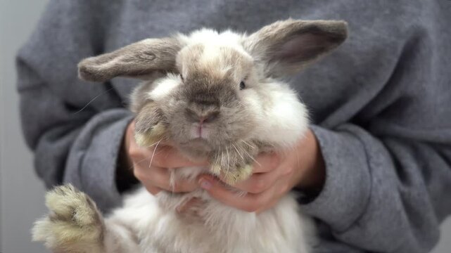 Lop-eared rabbit in the girl's arms