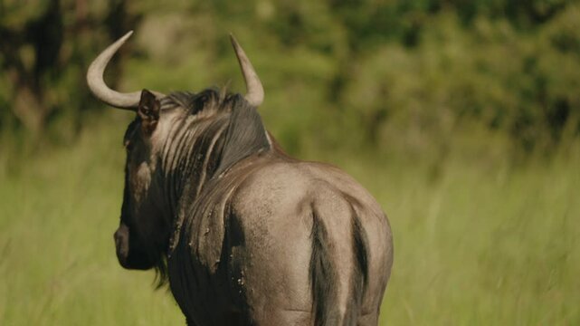 A wildebeest vigorously shakes its head in an attempt to rid itself of flies and other bothersome parasites, showcasing its resilience against the persistent nuisances of the African savannah.