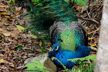 インドクジャク