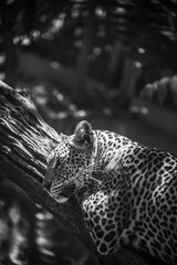 Panthère dormant sur un arbre en noir et blanc.