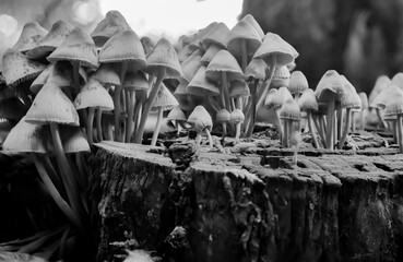 Psilocybe mushrooms
