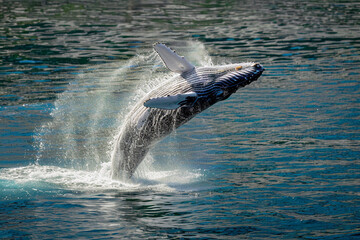 Obraz premium Fantastically beautiful majestic huge whale in ocean