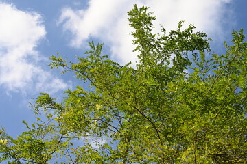 青空に映える青葉のさわやかな風景