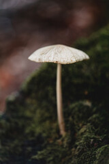 Close-Up of a Mushroom in a Forest Setting