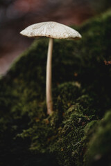 Close-Up of a Mushroom in a Forest Setting