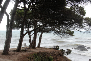 Bench and pine trees on the seashore