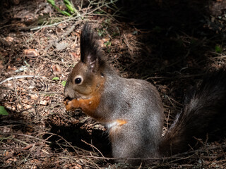 Close-up shot of the Red Squirrel (Sciurus vulgaris) with winter grey coat sitting on the ground and holding a pine cone in paws in bright sunlight with focus on eye. Beautiful animal scenery