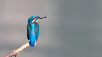 Common Kingfisher on branch, alcedo atthis, birds of Montenegro