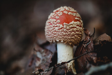 Close-Up of Red Mushroom Emerging From Forest Floor