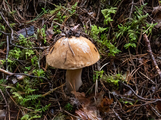 Close-up shot of the cep, penny bun, porcino or porcini mushroom (boletus edulis) growing in the forest surrounded with green moss