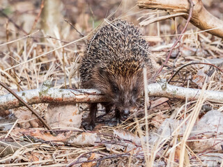 Close-up shot of the adult European hedgehog (Erinaceus europaeus) with focus on face and eye in spring awaken after winter. Beautiful animal and forest scenery