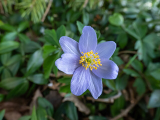 Single spring wood anemone - Anemone nemorosa Allenii - large wonderful lavender-blue or silvery blue flower with seven petals (named after James Allen) with green background