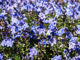 Obraz premium Macro of small, delicate, blue flowers of Armenian speedwell (Veronica armena) flowering between green leaves in a flower bed in spring. Blue carpet of flowers