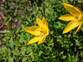Close-up shot of scented, wild tulip or woodland tulip (Tulipa sylvestris) with bright, buttercup yellow flowers with a green rib running outside and pointed petals flowering