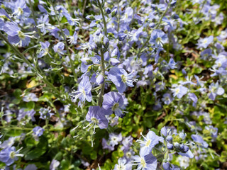 Macro of small, delicate, pale blue flowers of Veronica kemulariae 'Mountain Breeze' flowering between green leaves in a flower bed in spring. Blue carpet of flowers