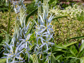 Obraz premium Close-up shot of the Cusick's camass (Camassia cusickii) flowering with sky blue to white flowers with showy, yellow anthers in the garden as ornamental plant
